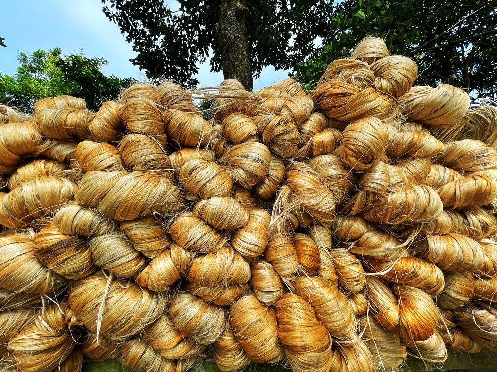 jute is called as golden fiber bt its strongness.