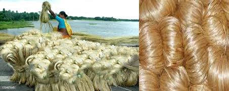 jute is called as golden fiber for business.
